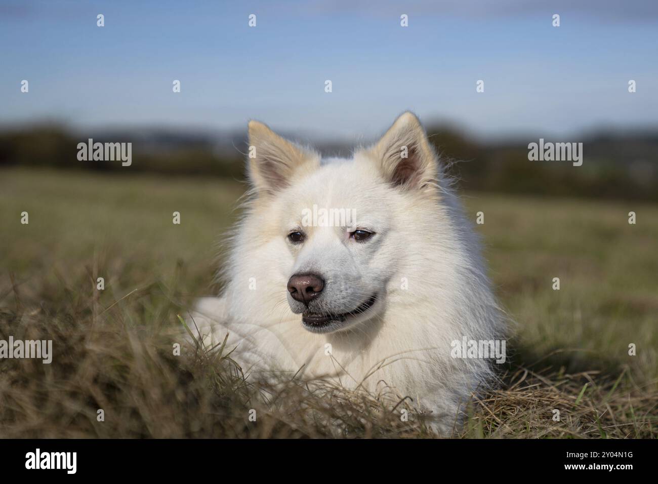 Ritratto di un cane islandese Foto Stock