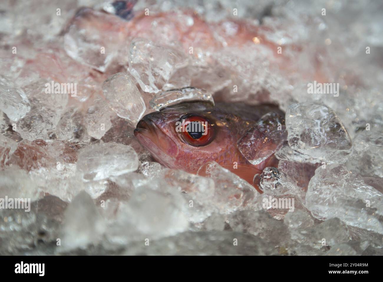 Pesce unico su ghiaccio per la vendita sul mercato di Okinawa, Giappone, Asia Foto Stock