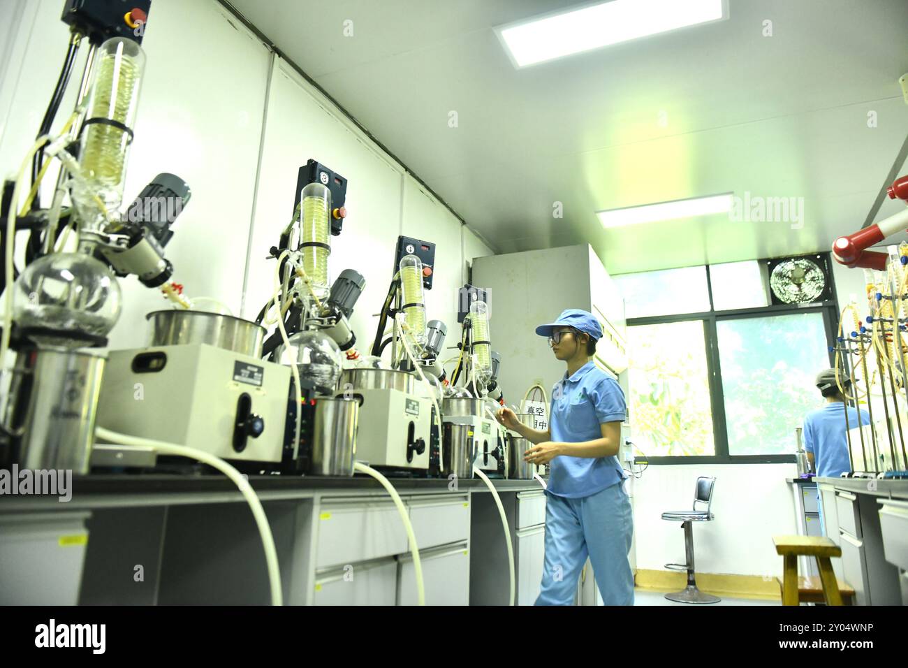 (240901) -- RONG'AN, 1 settembre 2024 (Xinhua) -- i tecnici testano legno di lomba dolce come materie prime presso un'azienda farmaceutica nella contea di Rong'an, nella regione autonoma di Guangxi Zhuang, nella Cina meridionale, 27 agosto 2024. Situata in una remota area montuosa caratterizzata da una forte desertificazione rocciosa, la contea di Rong'an copre terreni in gran parte aridi che rendono difficile l'agricoltura tradizionale. Tuttavia, le sue condizioni difficili sono ideali per la coltivazione di legno di lomba dolce, che prospera in ambienti aridi e può resistere alla siccità. Una volta essiccato, la pianta viene lavorata per estrarre artemisinina, che viene poi trasformata in medicina e shi Foto Stock