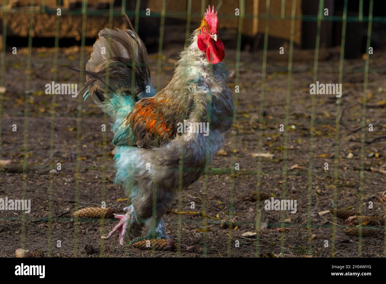 Gallus gallus domesticus famiglia Phasianidae genere Gallus pollo gallo Foto Stock
