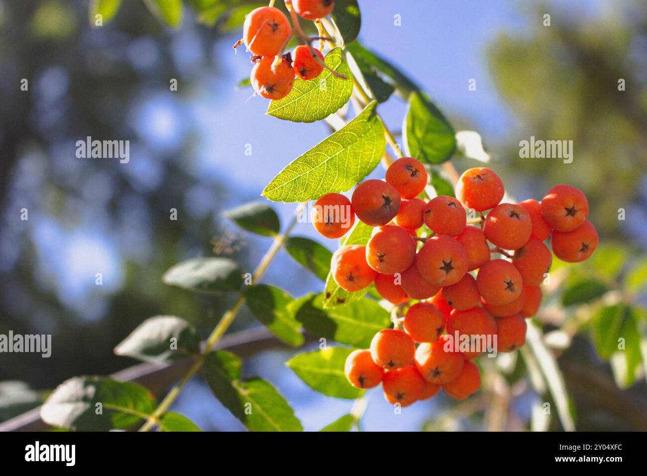 Albero di Rowan con bacche di corda contro il cielo blu. Inizio autunno natura nei dettagli. Bacche di Rowan alla luce del sole. Bellezza nella natura. Concetto di settembre. Foto Stock