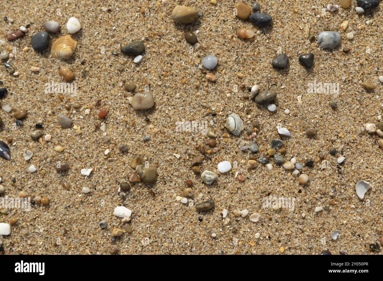 Carta da parati, primo piano, spiaggia sabbiosa con ciottoli e conchiglie, Porto, Portogallo, Europa Foto Stock