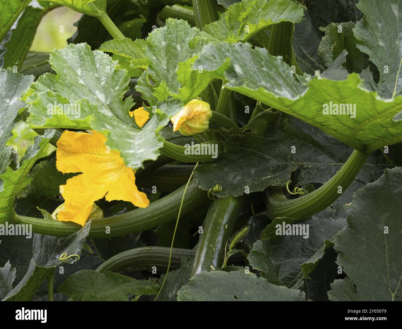 Un fiore di zucchina giallo in un giardino Foto Stock