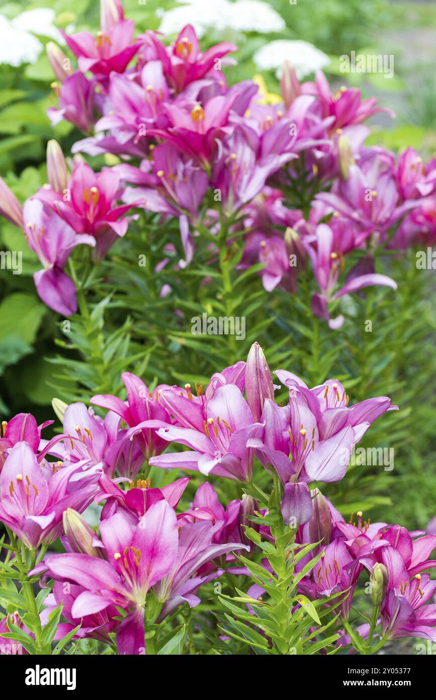 Ci sono molti gigli rosa sullo sfondo di ortensie bianche nel giardino Foto Stock