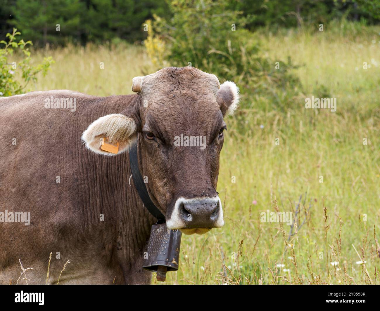 Mucche che pascolano nei prati dei Pirenei della Spagna. Mucca dei Pirenei. Mucche che pascolano nei Pirenei-bovini Foto Stock