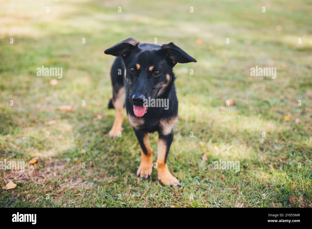 Cane di razza mista con gambe corte Foto Stock