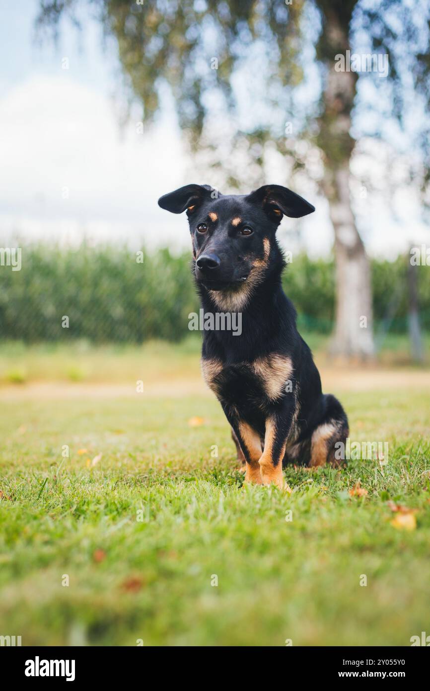 Cane di razza mista con gambe corte Foto Stock