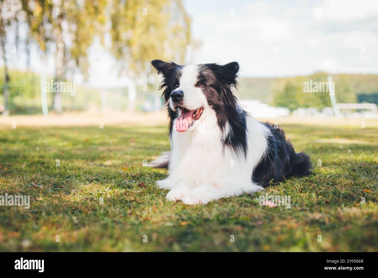 Collie di bordo Foto Stock