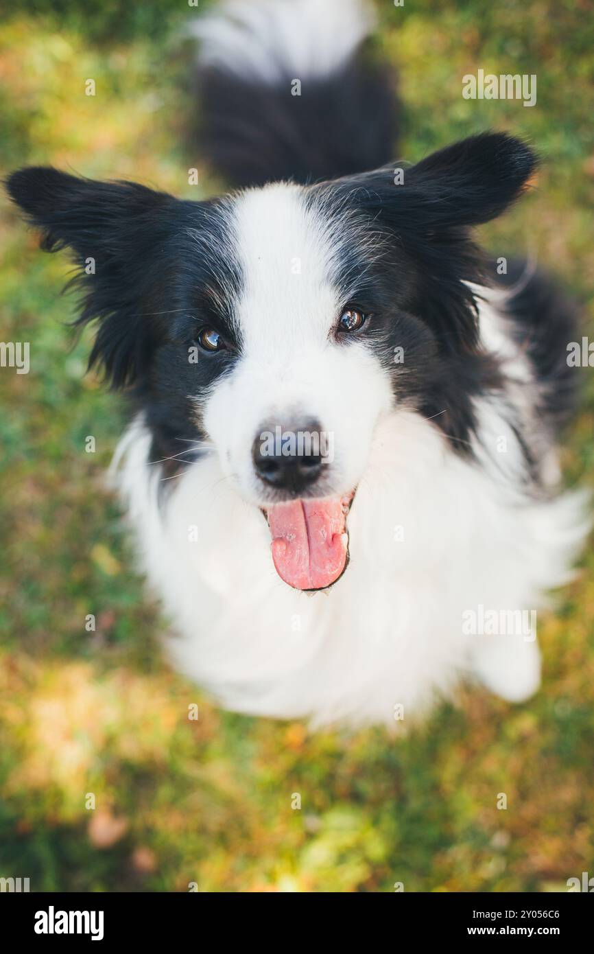 Collie di bordo Foto Stock
