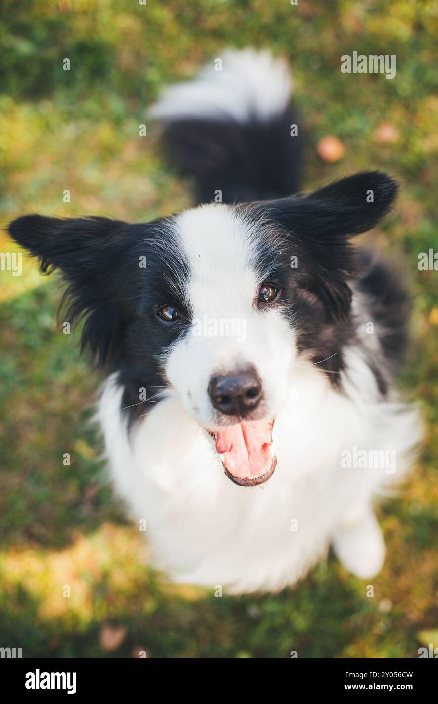 Collie di bordo Foto Stock