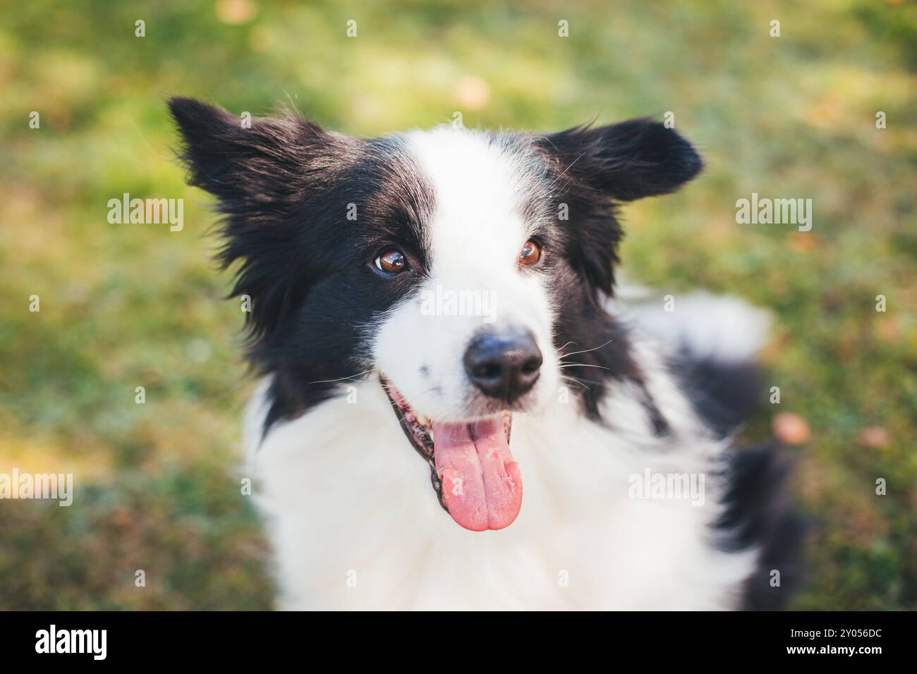 Collie di bordo Foto Stock