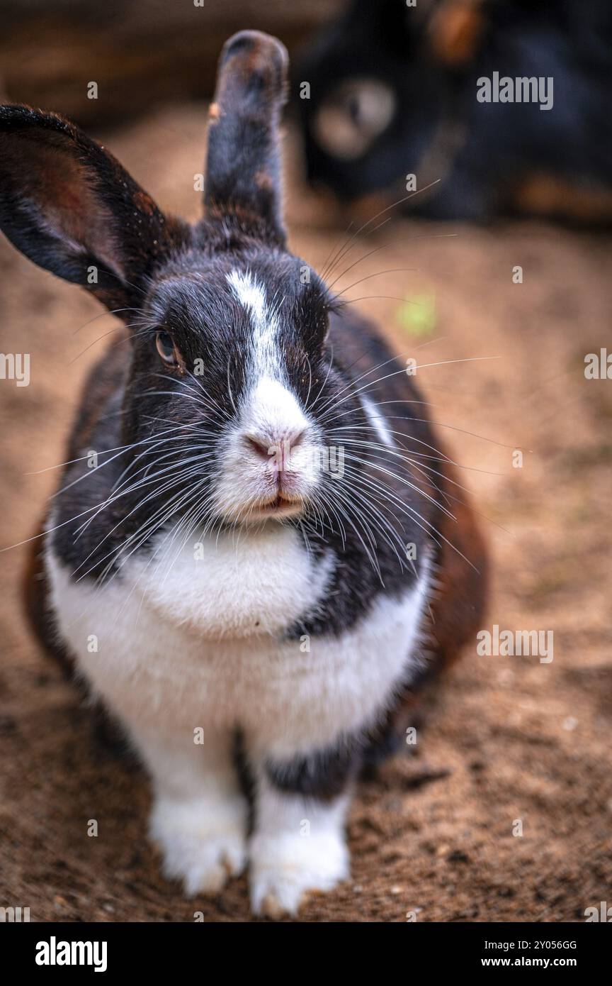 Un coniglio (Oryctolagus cuniculus) siede su un terreno sabbioso e guarda direttamente alla telecamera, Eisenberg, Turingia, Germania, Europa Foto Stock