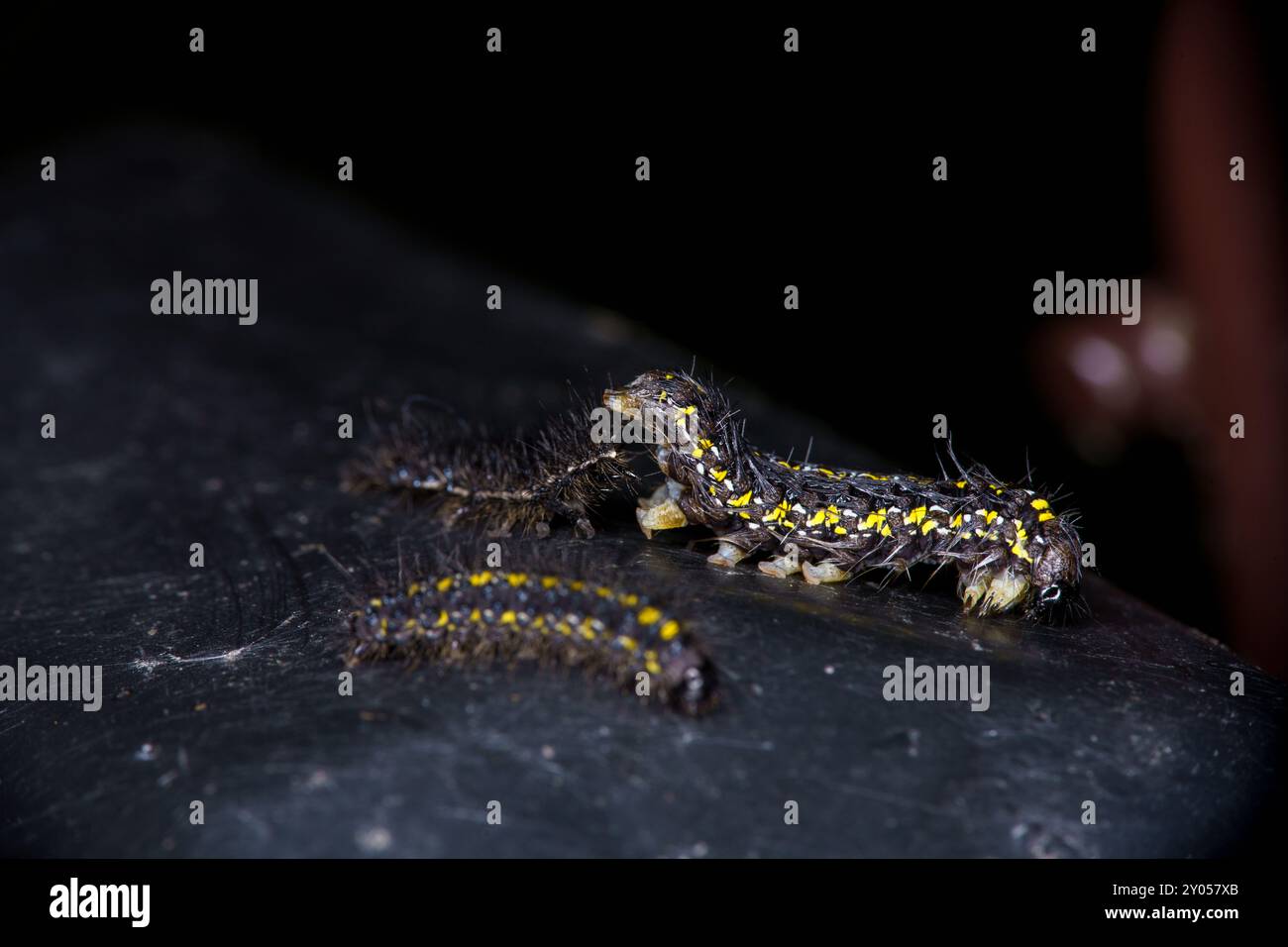 Nascita di Callimorpha dominula famiglia Erebidae genere Callimorpha Scarlet Tiger falena caterpillar natura selvaggia insetti fotografia, foto, sfondo Foto Stock