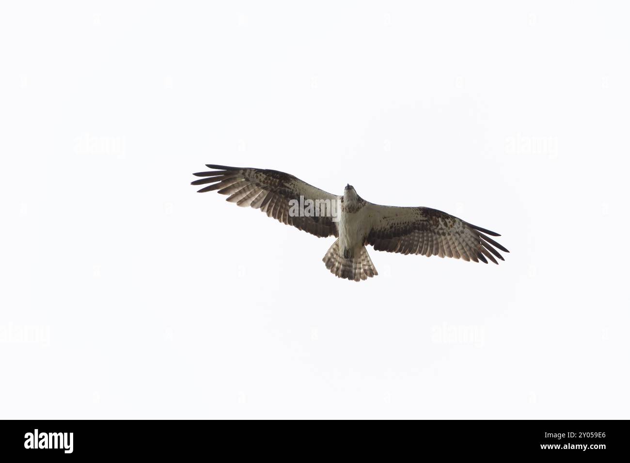 osprey Pandion haliaetus in volo Foto Stock