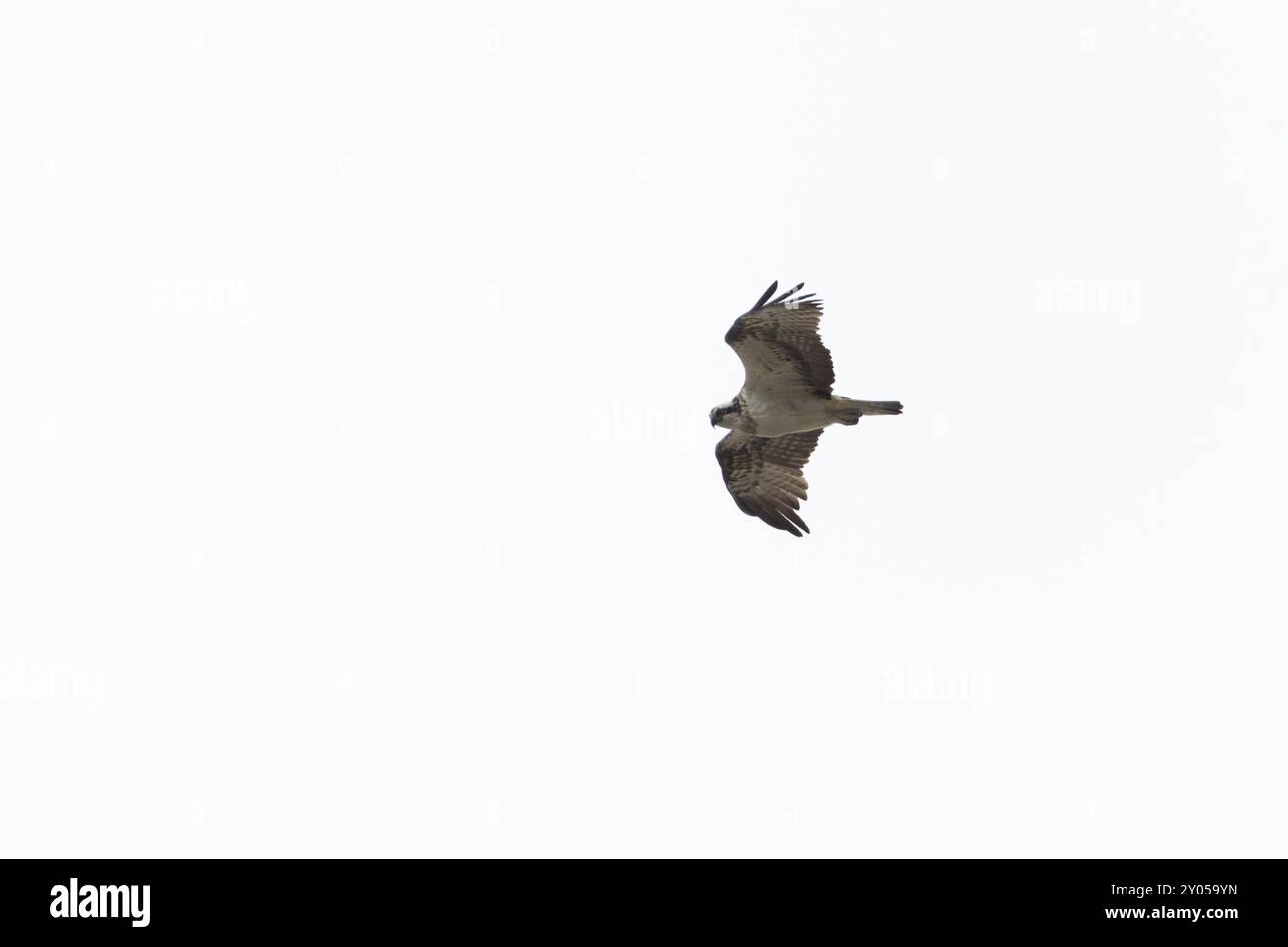 osprey Pandion haliaetus in volo Foto Stock