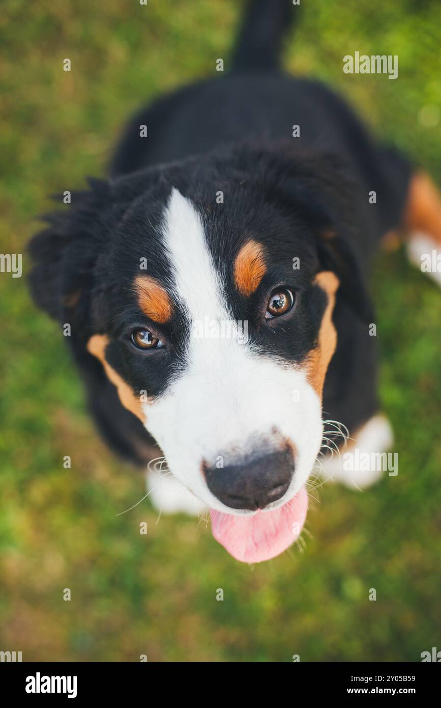 Bovaro del Bernese cucciolo Foto Stock