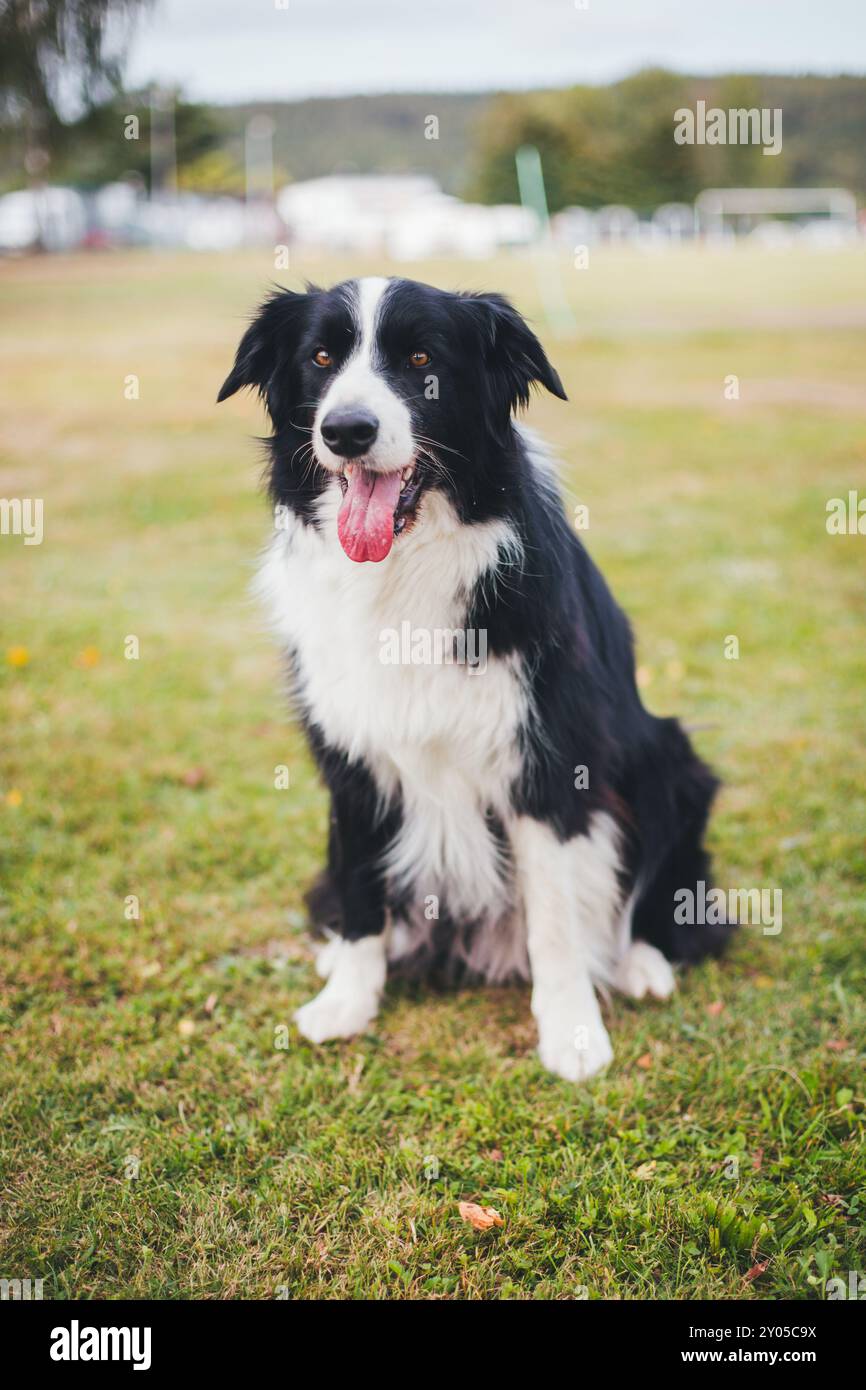 Collie di bordo Foto Stock