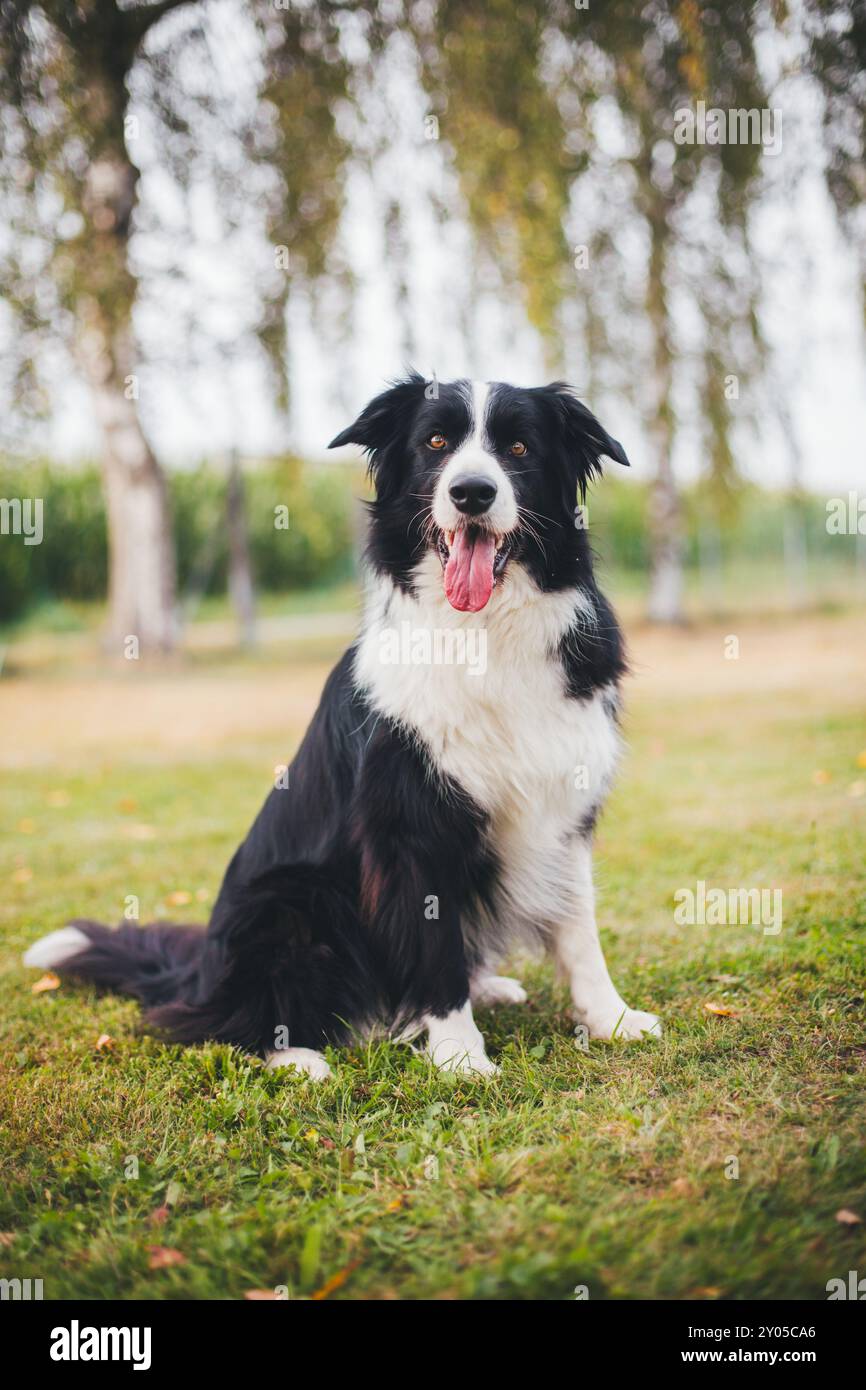 Collie di bordo Foto Stock
