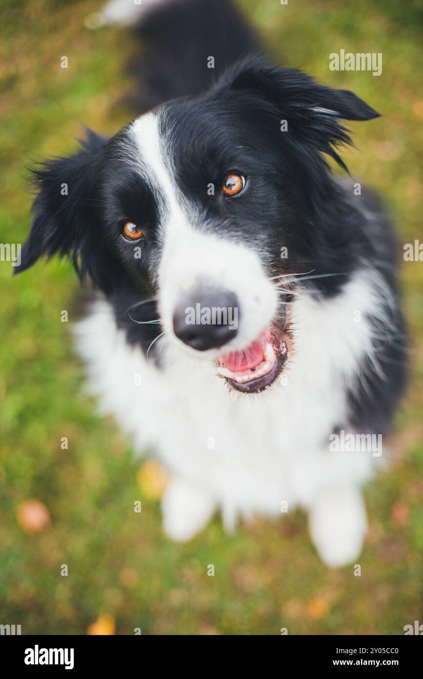 Collie di bordo Foto Stock