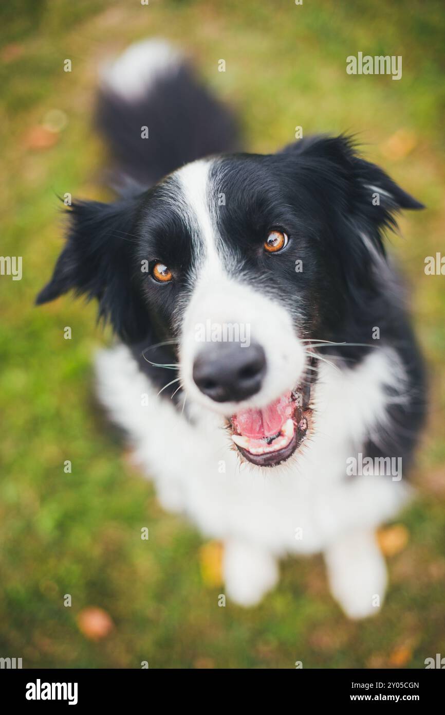 Collie di bordo Foto Stock
