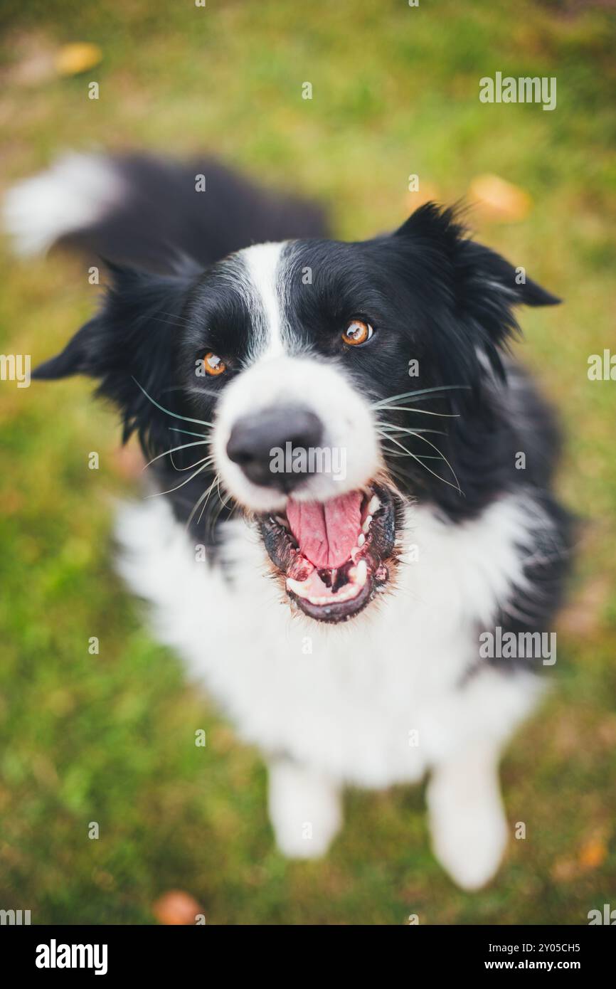 Collie di bordo Foto Stock