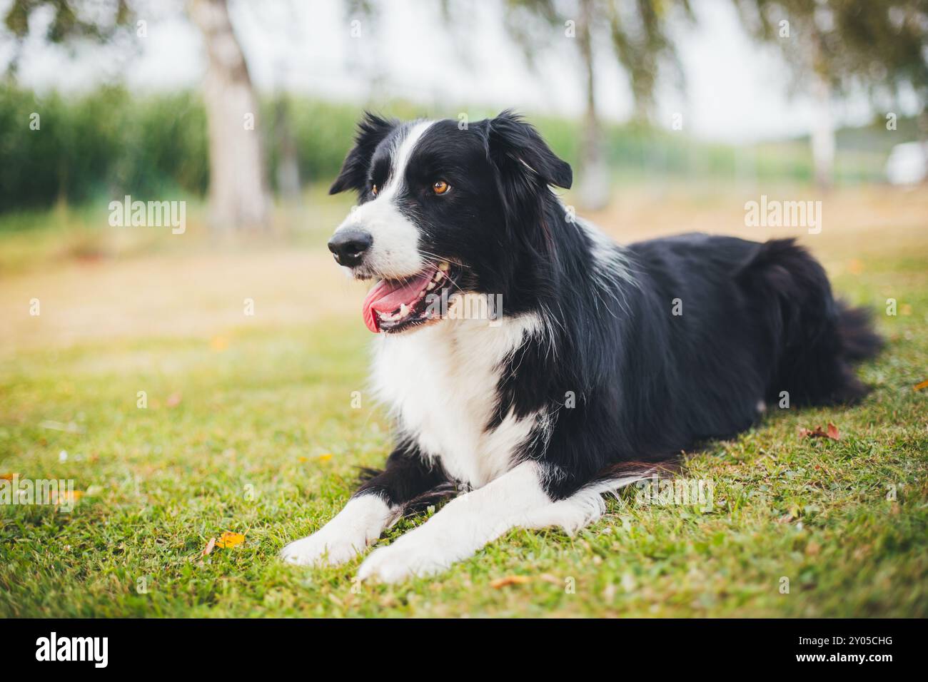 Collie di bordo Foto Stock