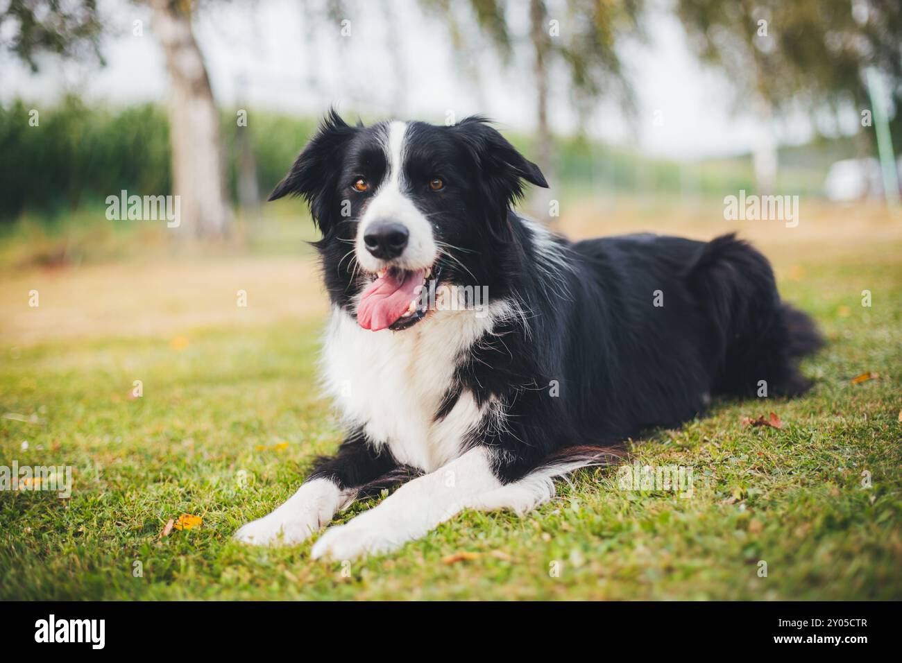 Collie di bordo Foto Stock