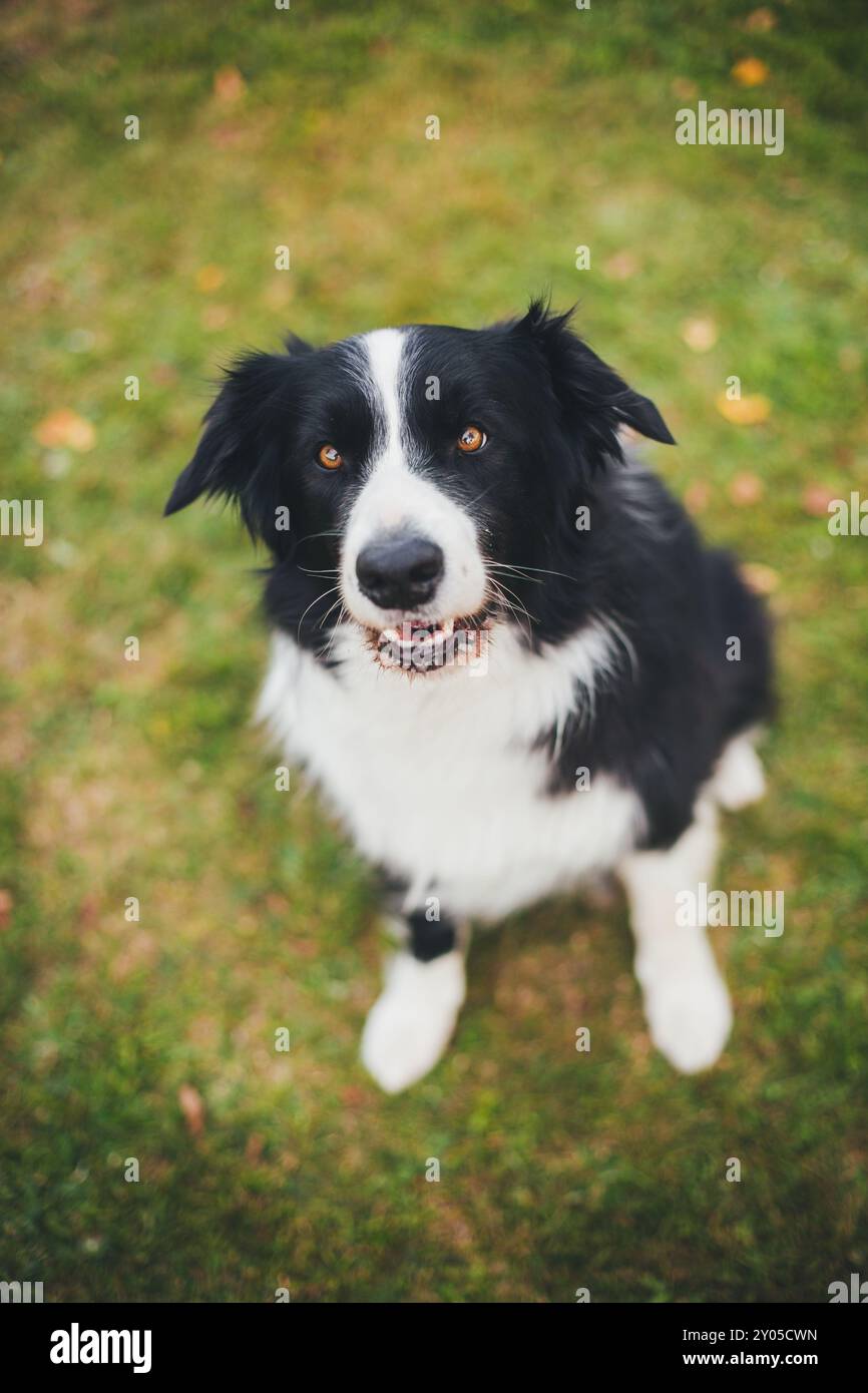 Collie di bordo Foto Stock