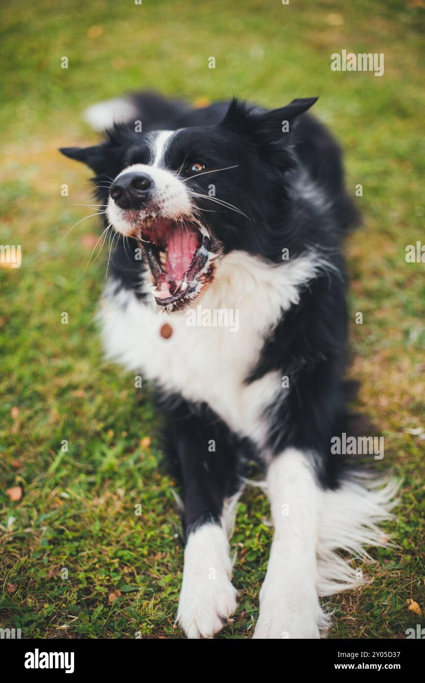 Collie di bordo Foto Stock