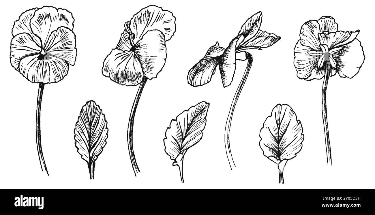 Disegno bianco e nero di fiori e foglie. Illustrazione di una pansia da giardino con schiusa. Proiezione di fiori davanti e dietro, laterale e 3/4 viste. Foto Stock