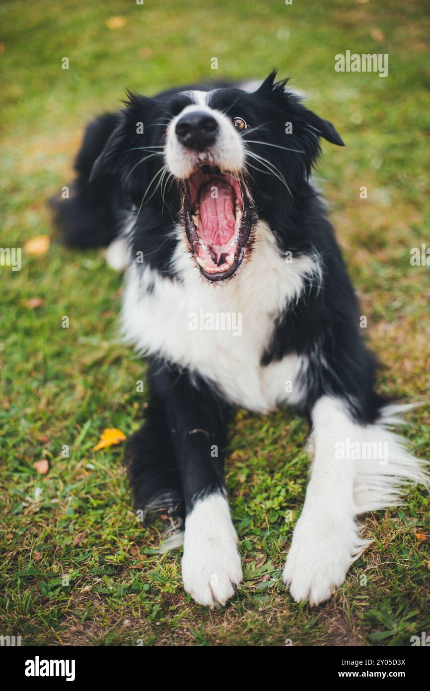 Collie di bordo Foto Stock