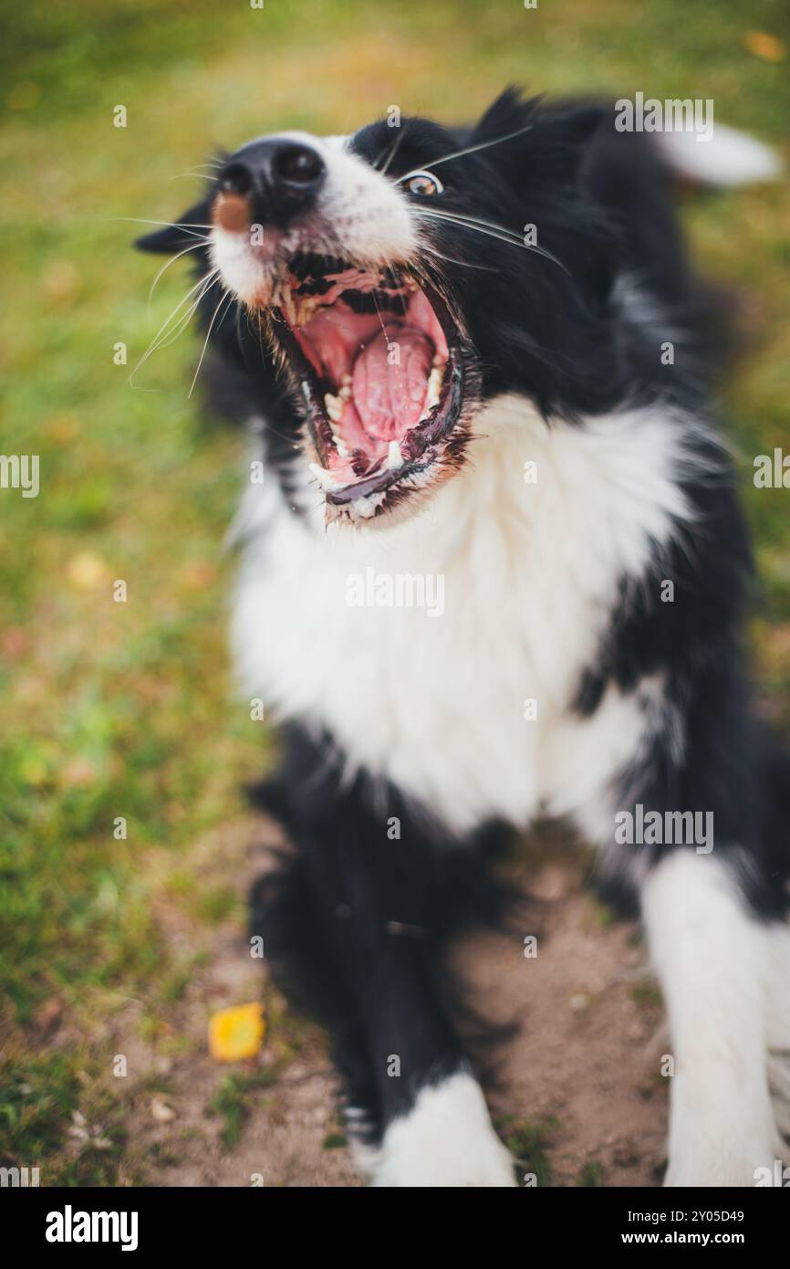 Collie di bordo Foto Stock
