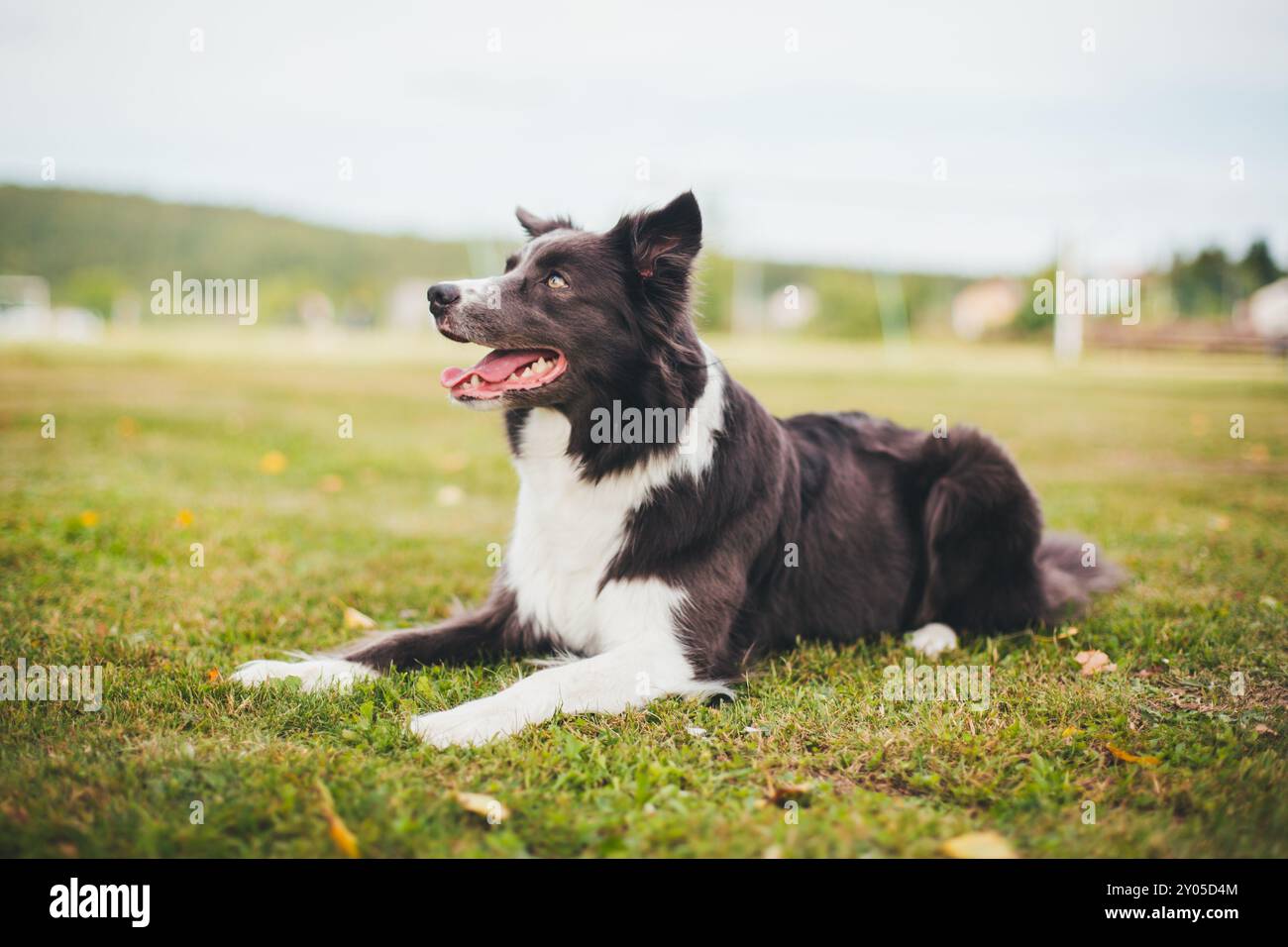 Collie di bordo Foto Stock