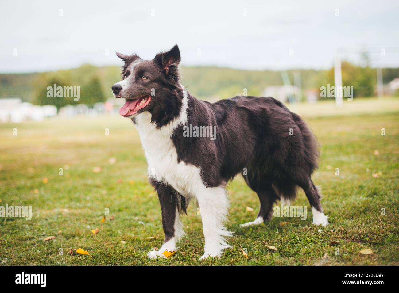 Collie di bordo Foto Stock
