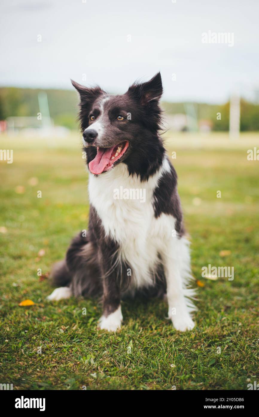 Collie di bordo Foto Stock