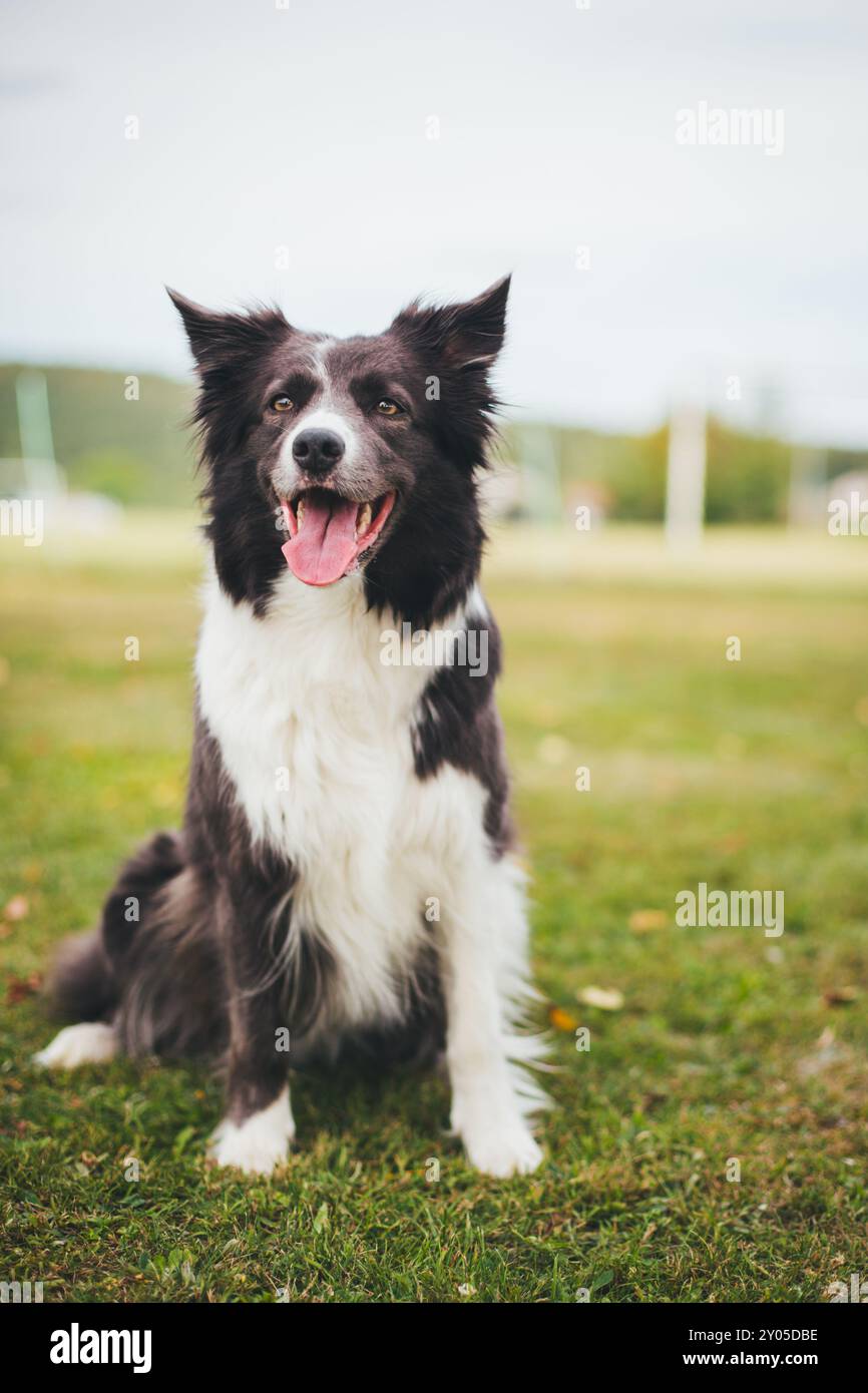 Collie di bordo Foto Stock