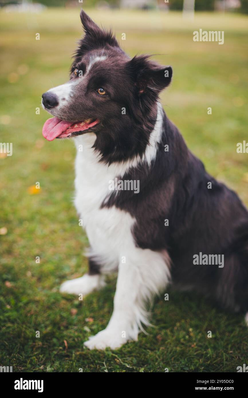 Collie di bordo Foto Stock