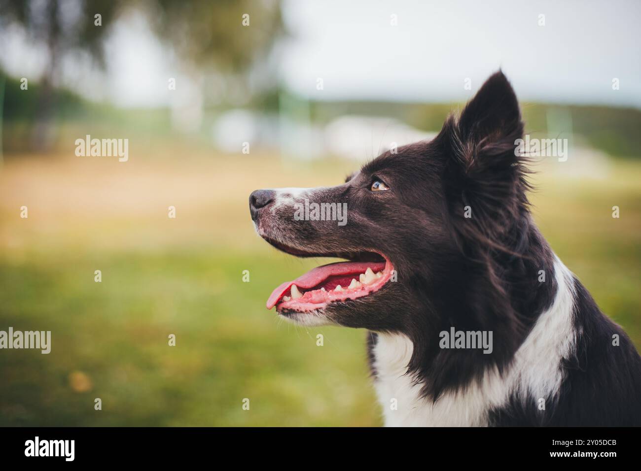 Collie di bordo Foto Stock