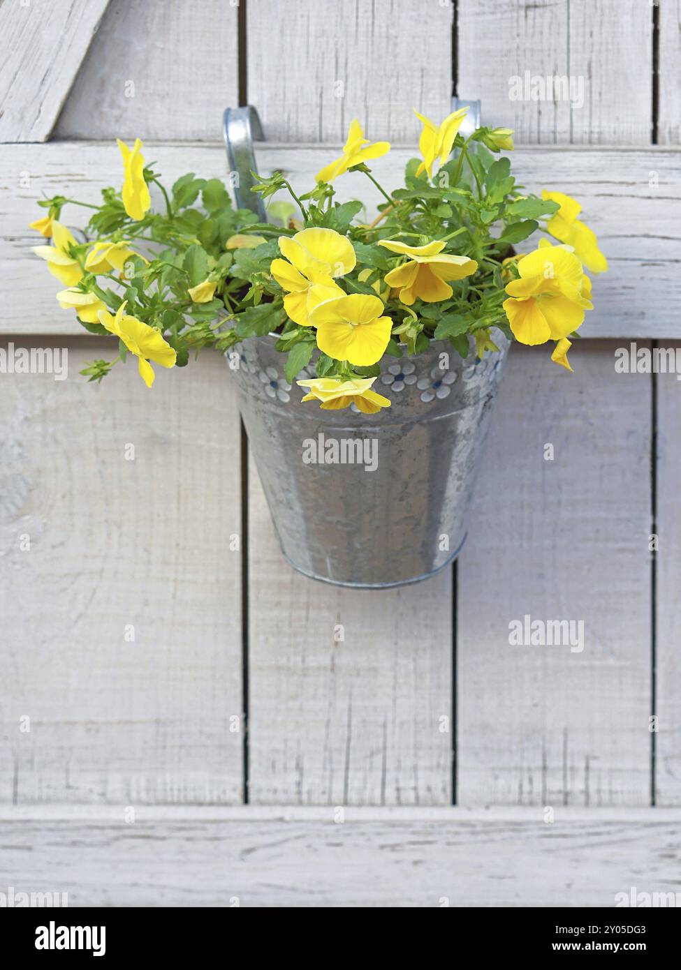 Fiori gialli nel secchio appeso alla parete in legno Foto Stock