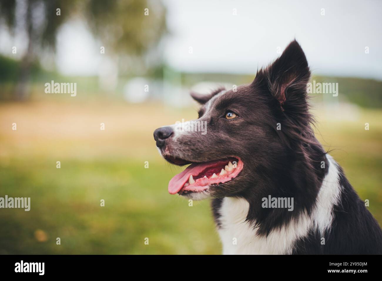 Collie di bordo Foto Stock