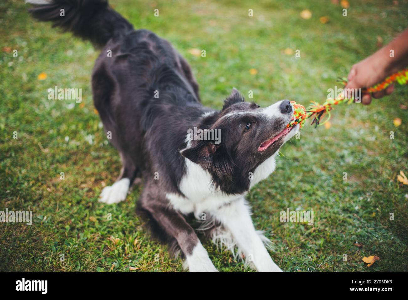 Collie di bordo Foto Stock