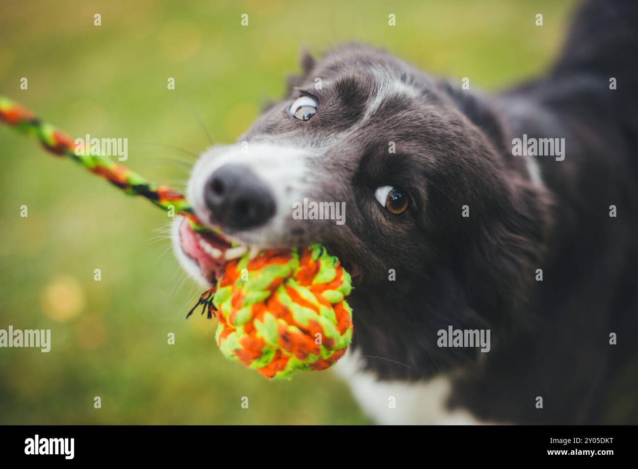 Collie di bordo Foto Stock