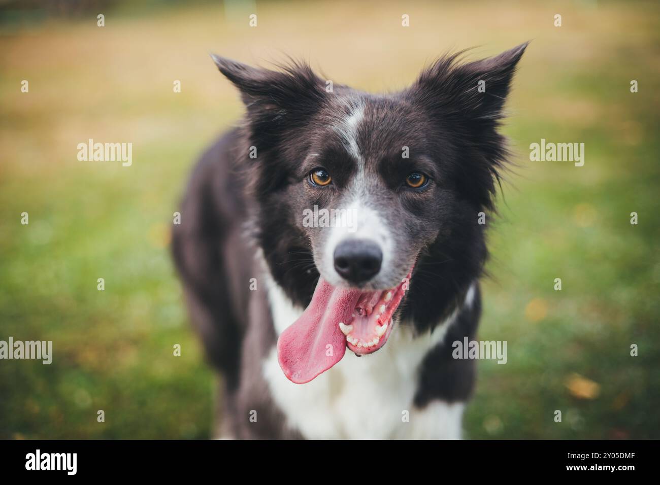 Collie di bordo Foto Stock