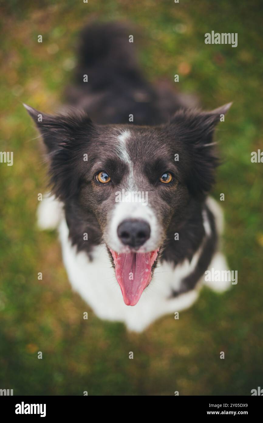 Collie di bordo Foto Stock