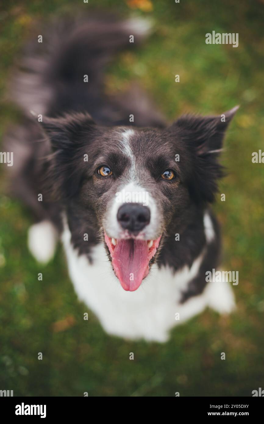 Collie di bordo Foto Stock