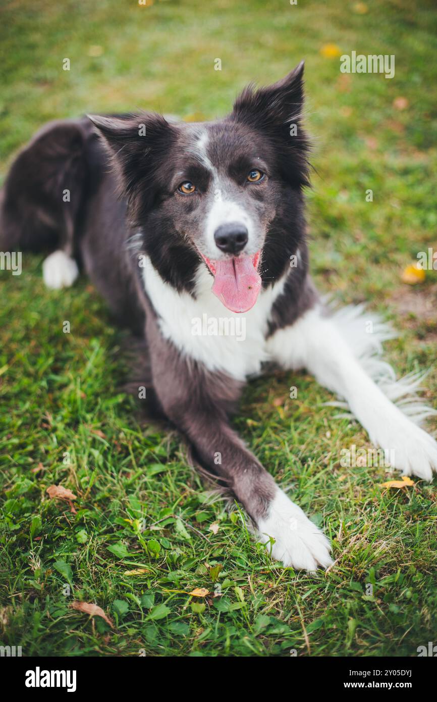 Collie di bordo Foto Stock