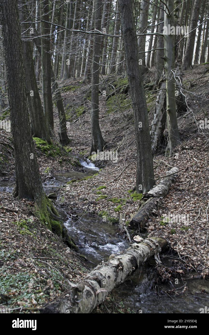 Flusso di foresta in primavera Foto Stock Flusso di foresta in primavera Foto Stock