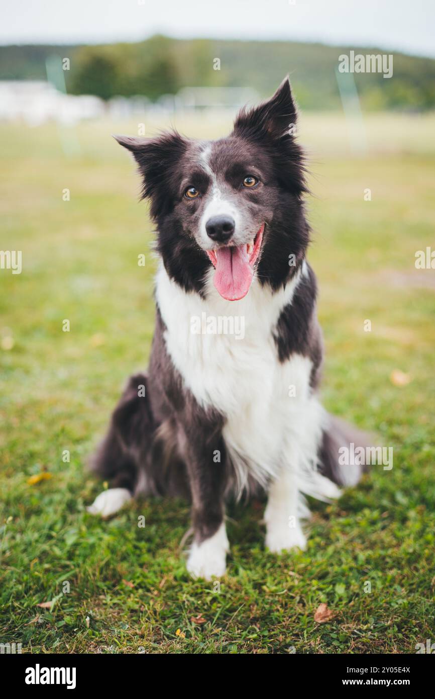 Collie di bordo Foto Stock