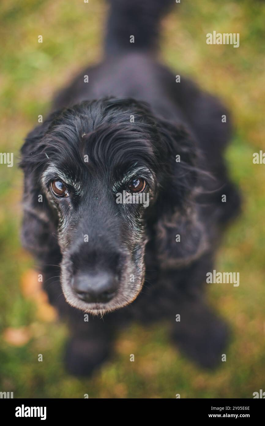 English Cocker Spaniel Foto Stock