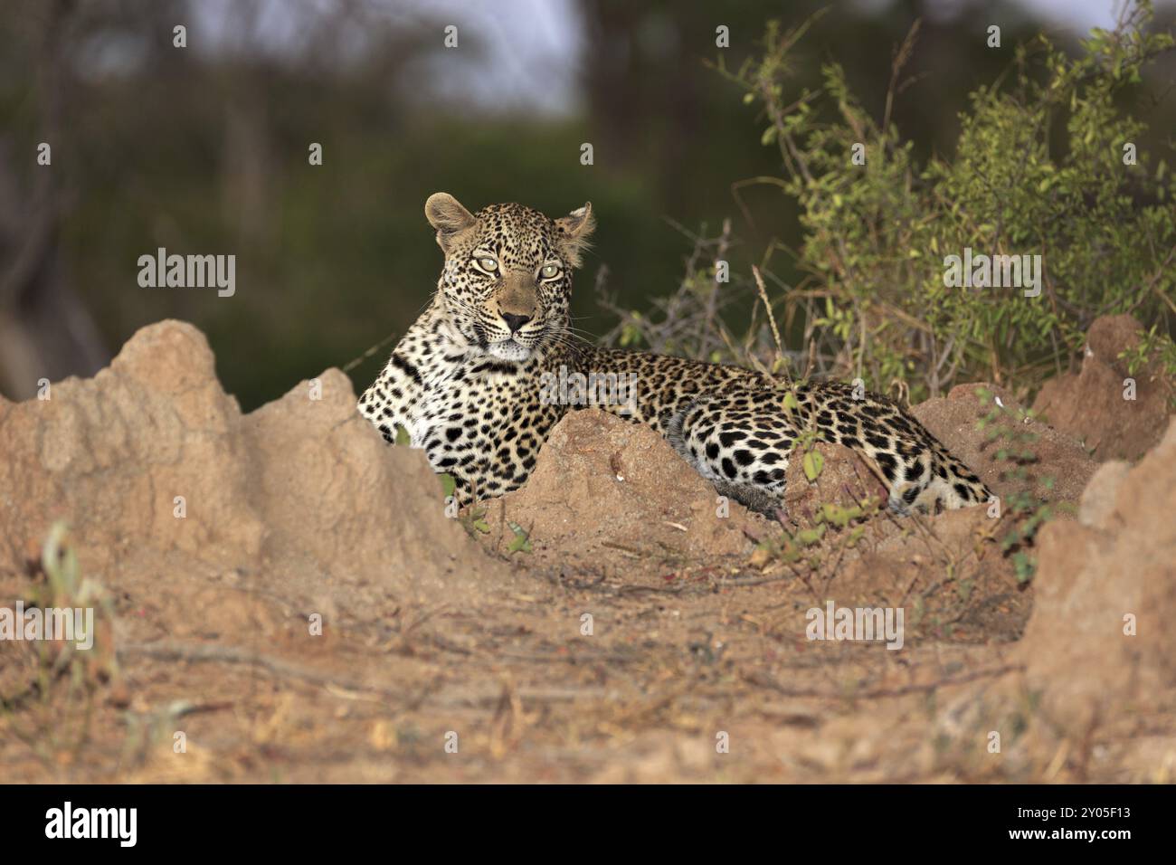 Leopardo di notte su un tumulo di termiti Foto Stock